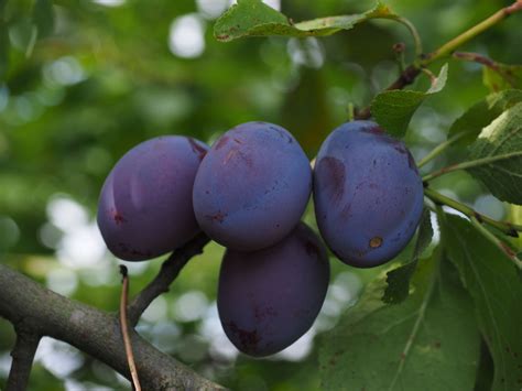 Prunier 'Bleue de Belgique' en fleurs