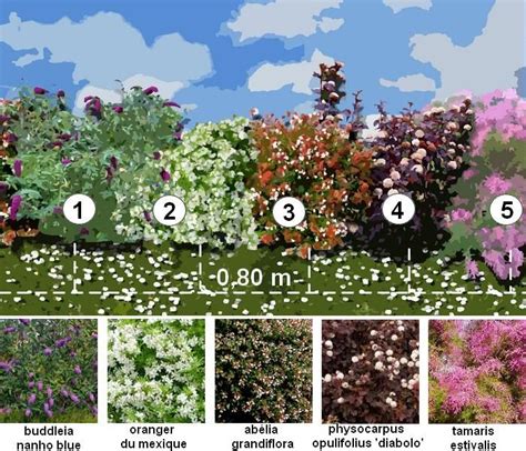 Exemple de haie fleurie avec lavande, lilas et chèvrefeuille