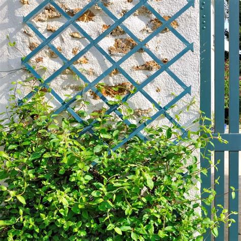Plantes grimpantes sur un treillis formant une haie