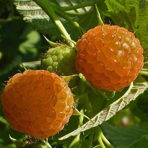 plant de framboisier 'Fall Gold' avec des fruits mûrs