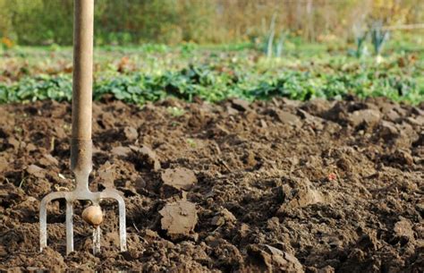 infographie sur la préparation du sol pour la plantation de framboisiers