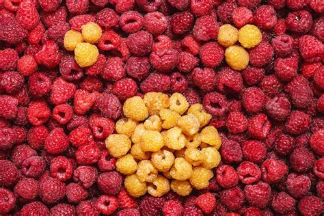 diversité des framboises: rouges, jaunes, noires