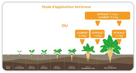 Schéma des étapes clés du désherbage de la betterave