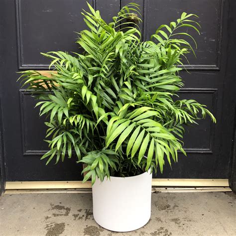Chamaedorea Elegans plant in a pot