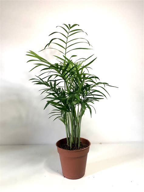 Person watering a Chamaedorea Elegans