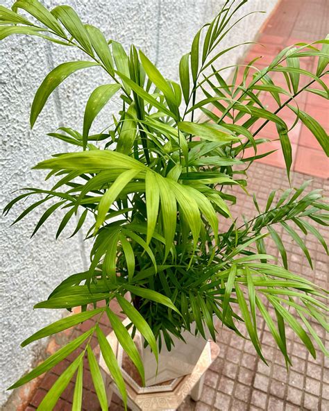 Chamaedorea Elegans safe for pets
