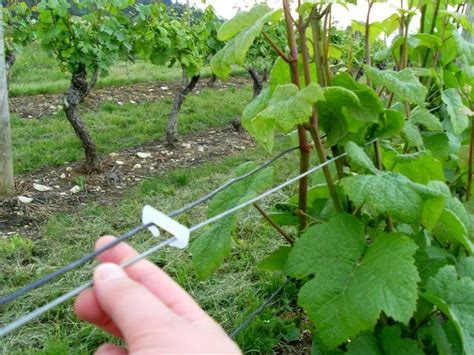 Exemple de liens biodégradables utilisés pour attacher la vigne