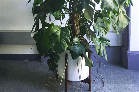 Monstera Deliciosa avec de grandes feuilles découpées et des racines aériennes