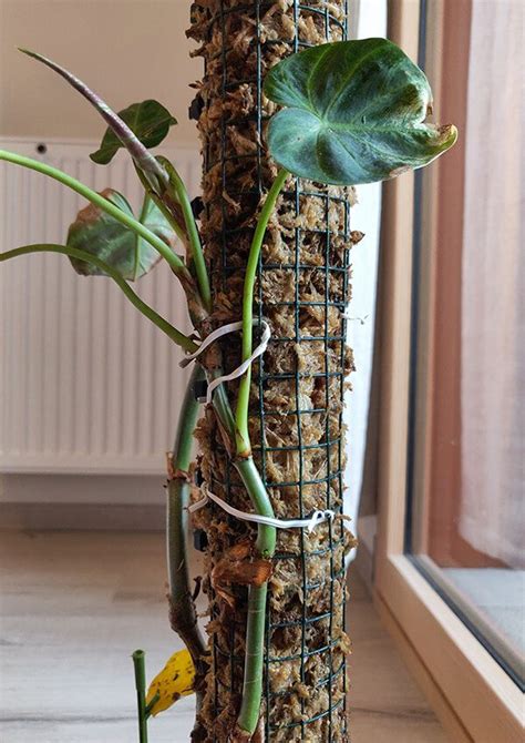Monstera avec ses tiges attachées à un tuteur en sphaigne