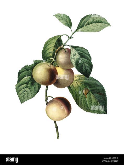 Illustration botanique d'un prunier avec ses fleurs blanches et ses fruits ovoïdes