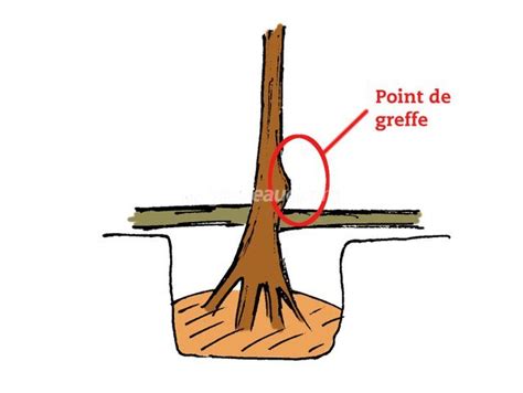 Schéma illustrant la profondeur correcte de plantation et le positionnement du point de greffe