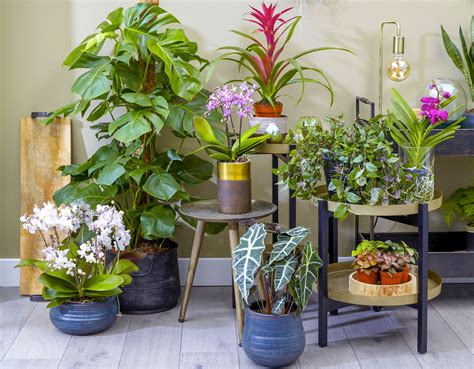 Intérieur d'une jardinerie Truffaut avec une abondance de plantes et de fleurs
