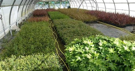 Plants bio et outils de jardinage dans la pépinière de la SAUGE