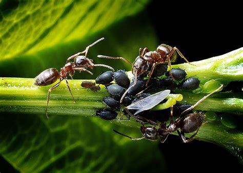 Illustration des interactions entre fourmis, pucerons et plantes au potager