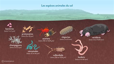 Micro-organismes et pédofaune dans un sol enrichi en BRF