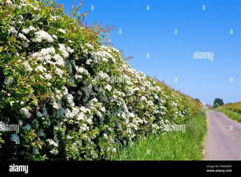 Aubépine en fleur dans une haie champêtre