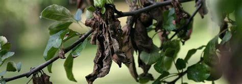 Feu bactérien sur branche d'arbre