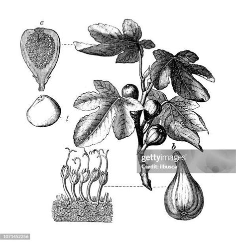 Illustration botanique du bourgeon de Ficus carica et représentation du système digestif