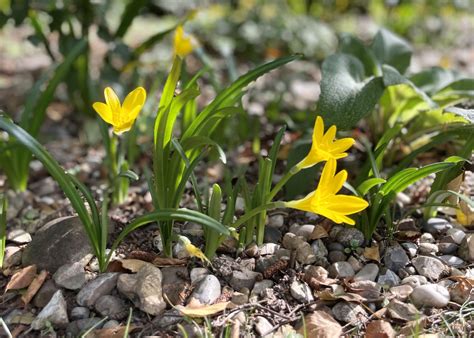 Sternbergia lutea en fleur dans un environnement rocailleux