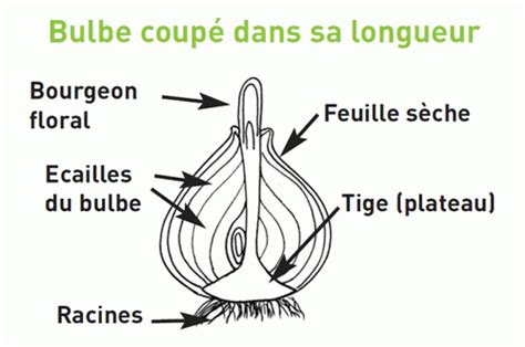 Schéma illustrant la division des bulbes de Sternbergia