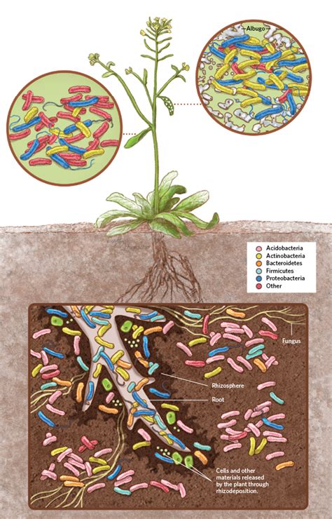 Illustration de la microfaune et microflore du sol dans un sol sain