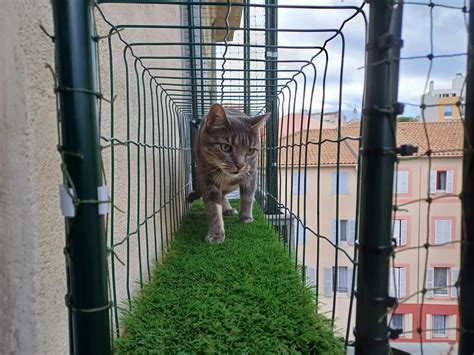 Photo de chats explorant un jardin sécurisé avec des filets adaptés