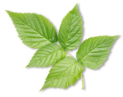 Schéma de préparation d'une infusion de feuilles de framboisier