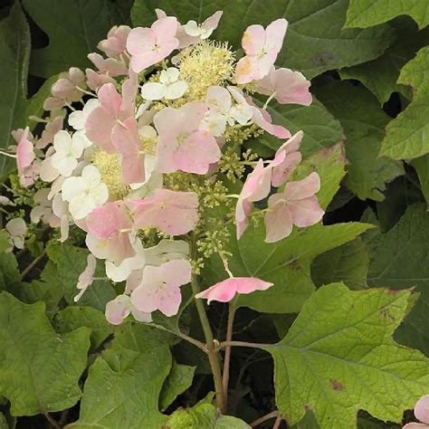 Illustration détaillée du feuillage lobé caractéristique de l'Hydrangea quercifolia contrastant avec ses panicules florales