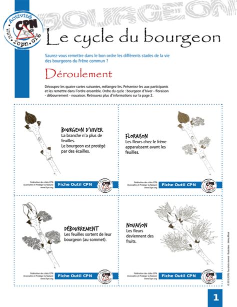 Schéma illustrant le cycle du gel sur un bourgeon fruitier