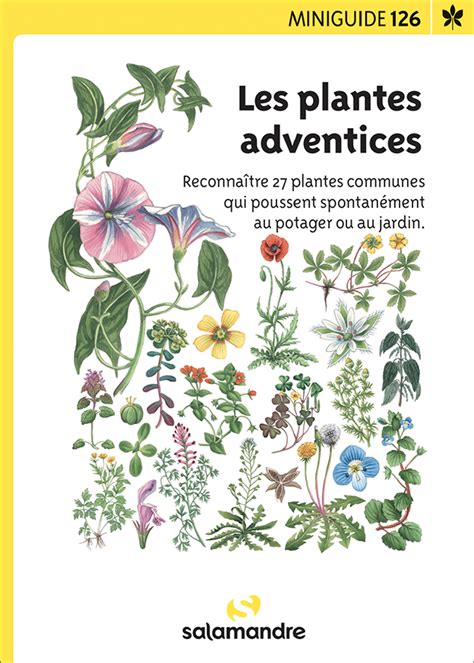 Illustration thématique montrant la diversité des plantes adventices dans un potager naturel