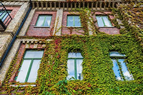 Exemple de lierre grimpant associé à d'autres plantes