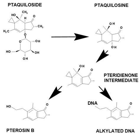 Effets du ptaquiloside