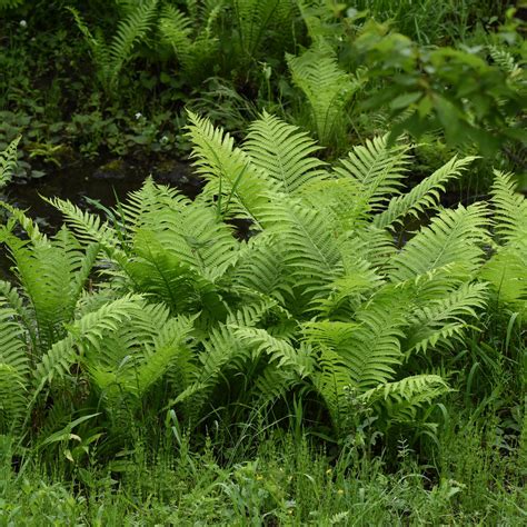 Utilisations de la fougère aigle au jardin