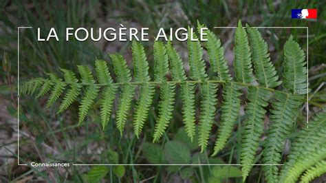 Risques et bénéfices de la fougère aigle
