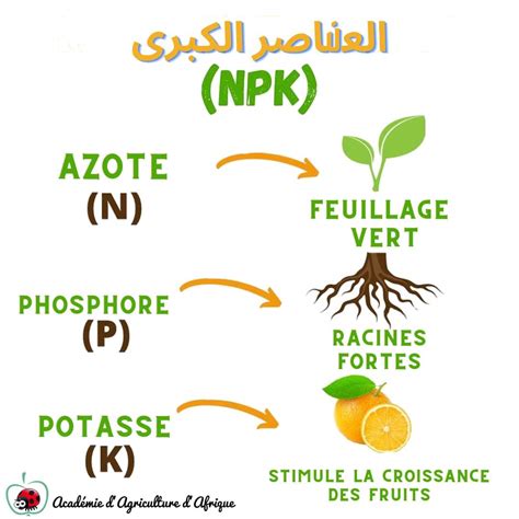 Schéma des macronutriments essentiels pour les plantes : N, P, K