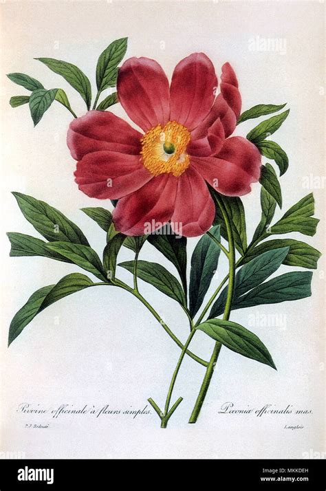 Illustration de Paeonia officinalis