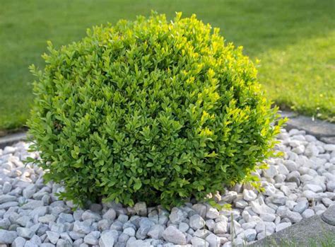 Buis taillé en boule dans un jardin