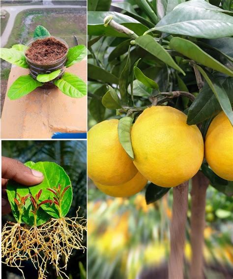 Boutures de buis plantées dans un pot avec substrat drainant