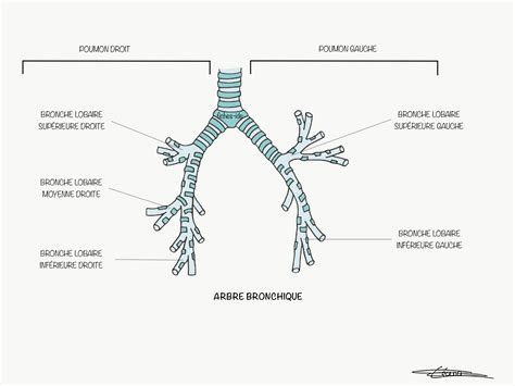Structure des poumons et de l'arbre bronchique