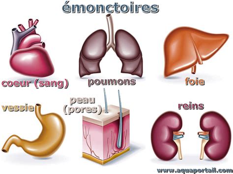 Émonctoires du corps humain