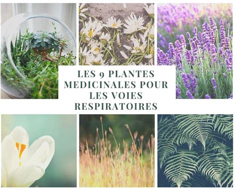 Plantes médicinales pour les voies respiratoires