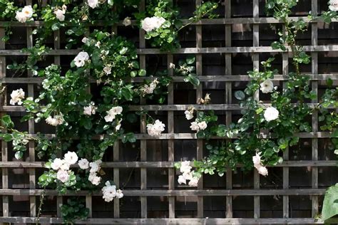 Exemple de disposition de plantes grimpantes devant un treillis avec les distances suggérées