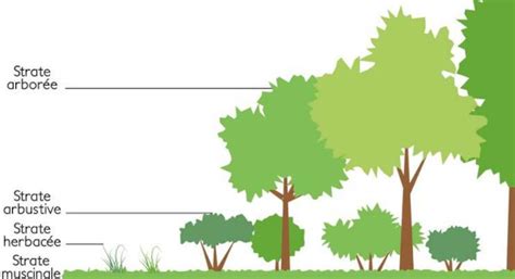 Illustration d'une forêt-jardin illustrant la stratification végétale