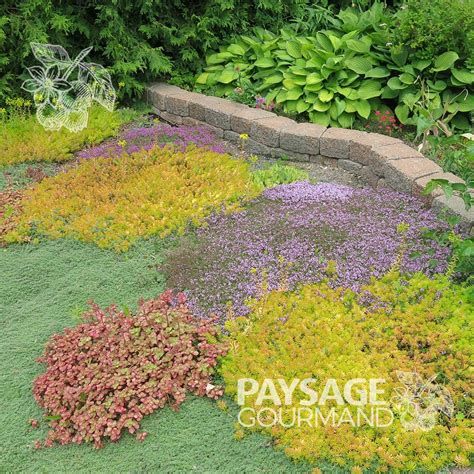 Diversité de feuillages de couvre-sols