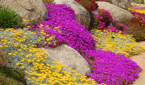 Plantes couvre-sol fleuries