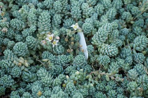 Sedum rampant en rocaille