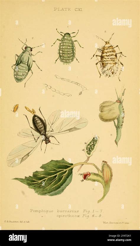 Illustration des différents types de pucerons affectant les framboisiers