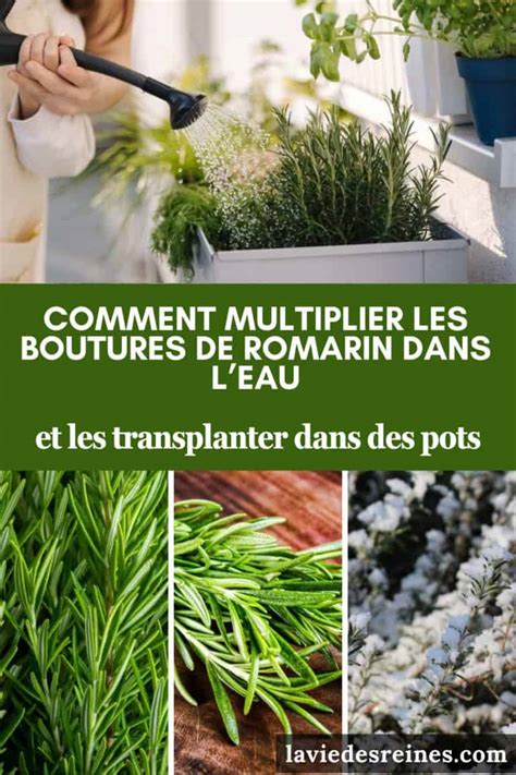 Boutures sous mini-serre dans des pots