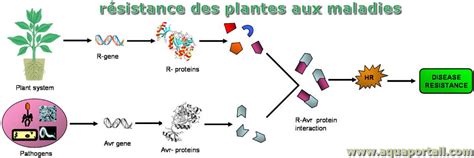 Schéma expliquant la résistance aux maladies chez les plantes