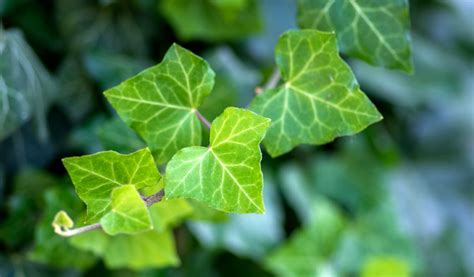 Feuilles de lierre commun aux formes variées